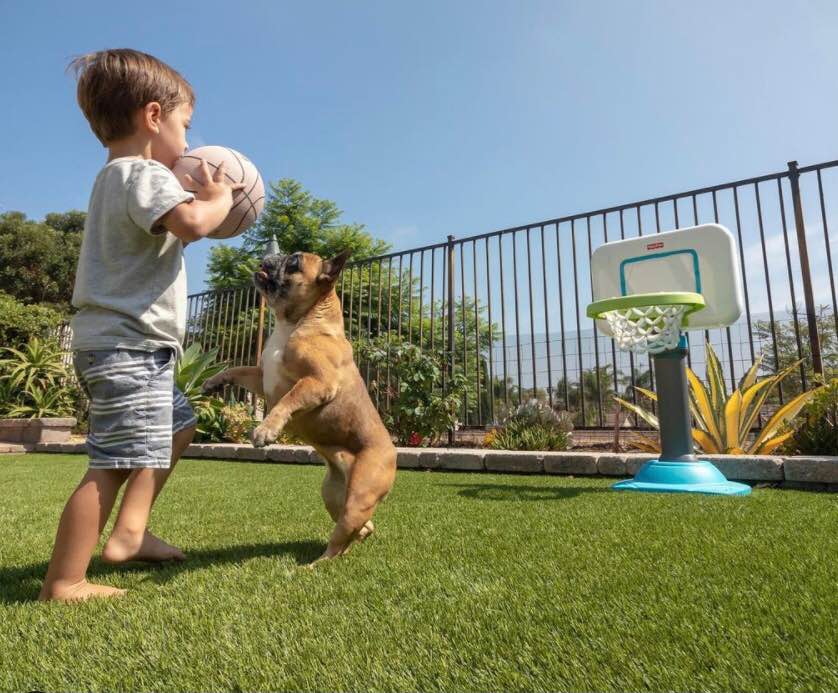 A young boy holding a basketball stands on lush grass, while a small brown dog jumps up playfully beside him. A child-sized basketball hoop stands in the background, with plants and a metal fence—showcasing quality Pet Turf Installation Phoenix.