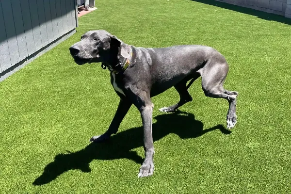 A large gray Great Dane with a collar walks on bright green artificial grass, the result of top-notch Pet Turf Installation Phoenix, next to a building as sunlight casts a clear shadow on the ground.