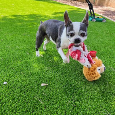 A small black and white dog stands on bright green grass, installed by Pet Turf Installation Phoenix, holding a plush toy with a lion's face in its mouth. Some toys are scattered nearby, and a lawnmower is visible in the background.